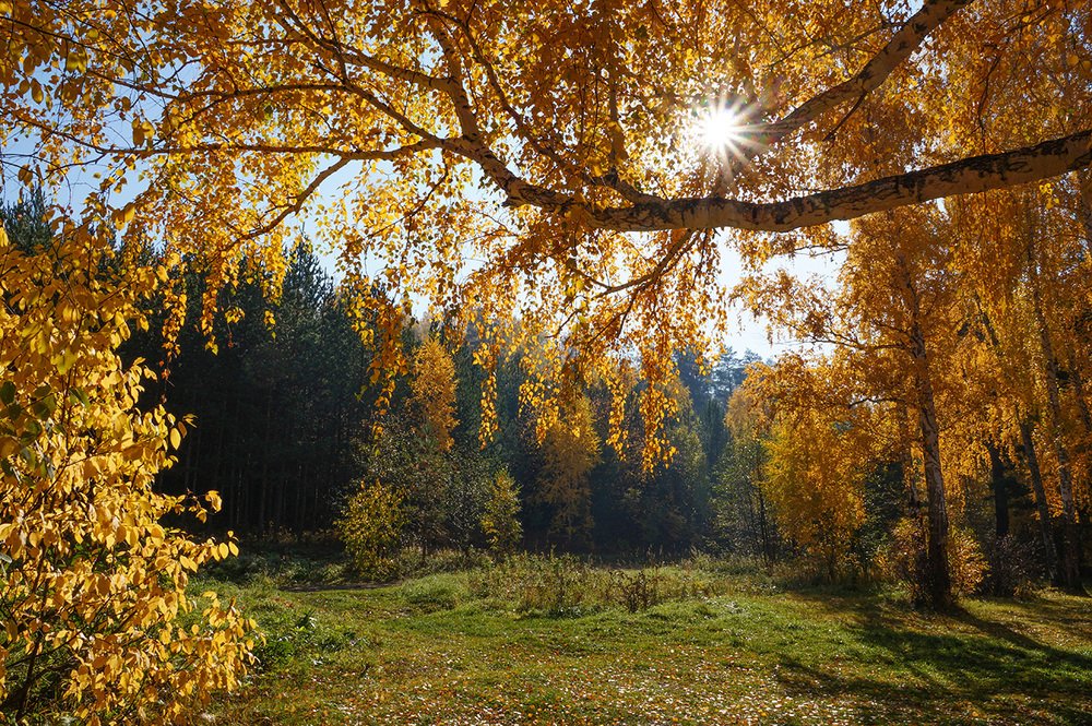 Золотая берёзка.