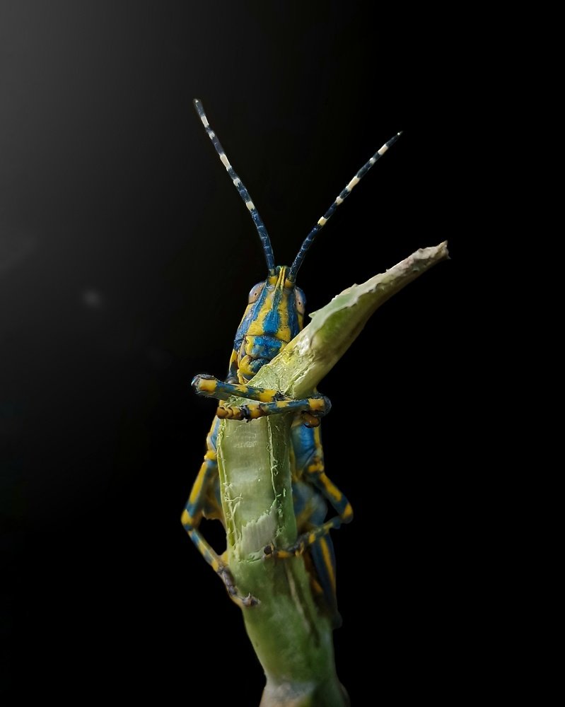 Painted Grasshopper