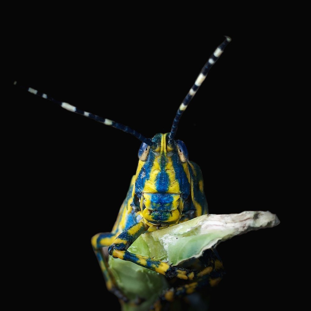 Painted Grasshopper