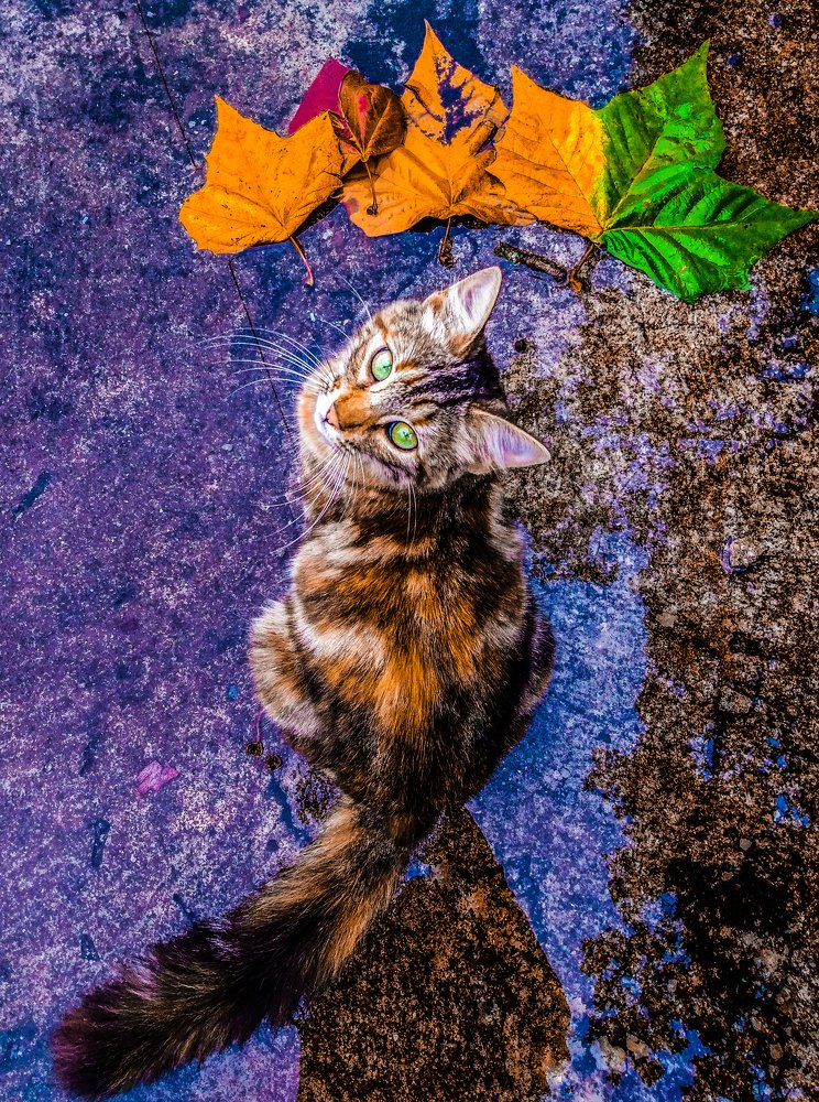 CATtitude