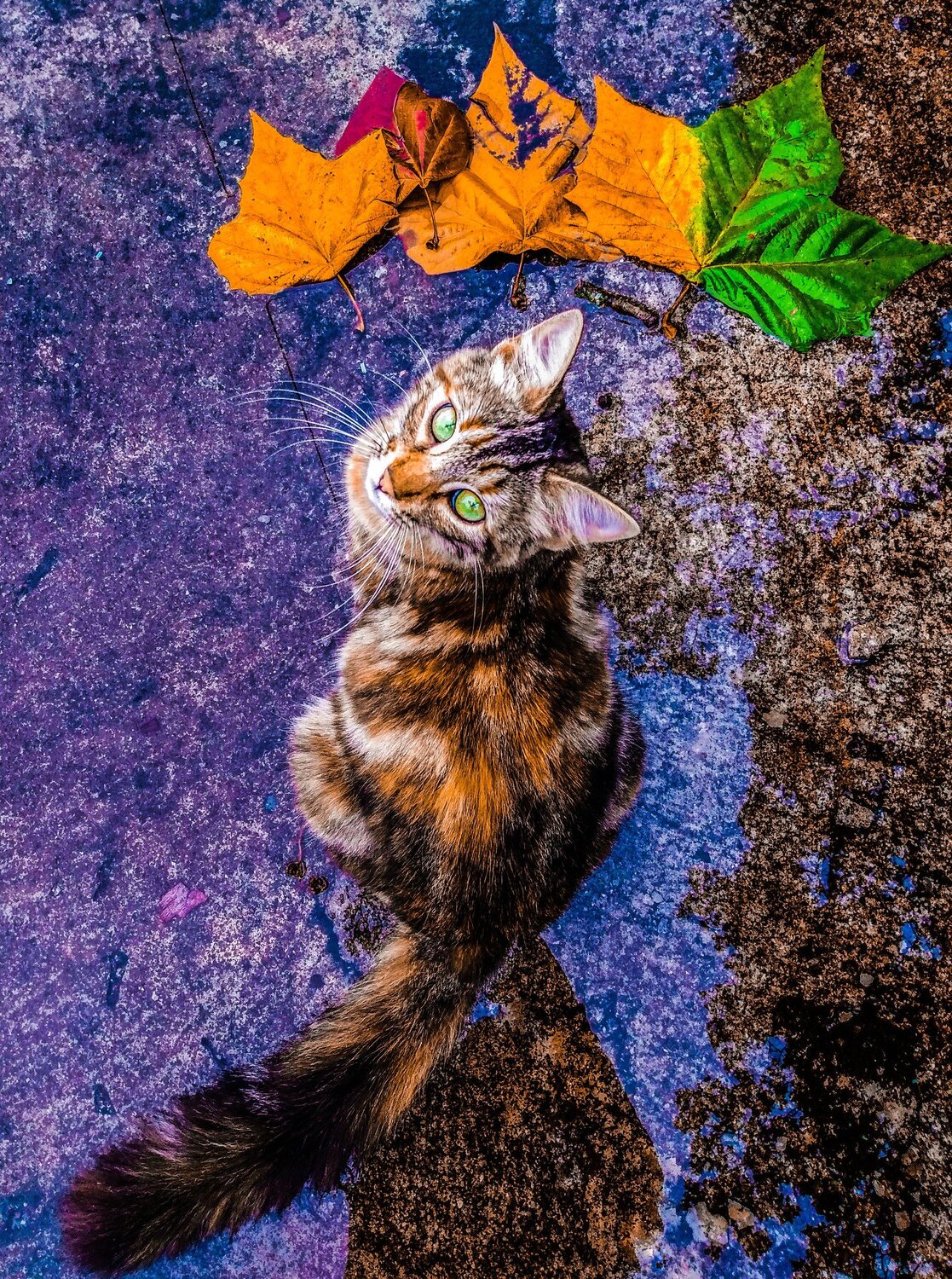CATtitude