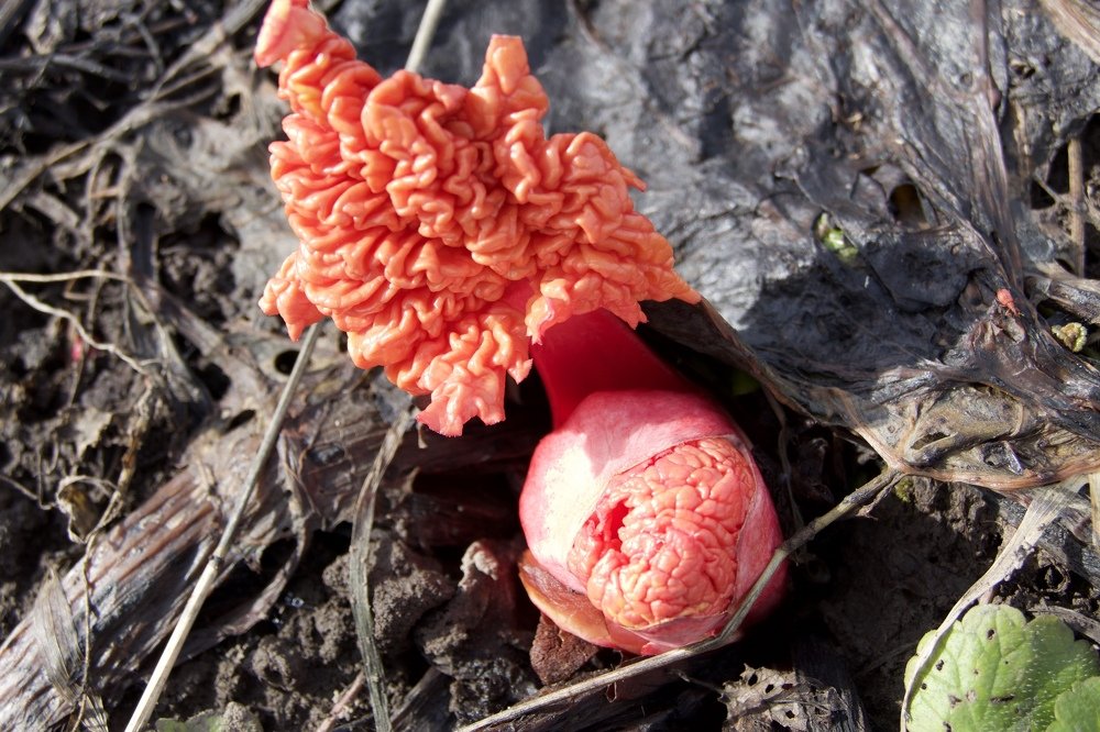 Инопланетянин.