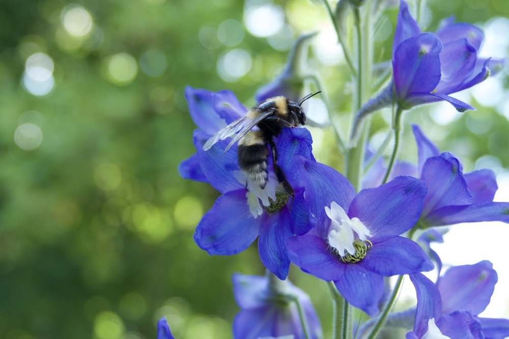 Шмель и дельфиниум.