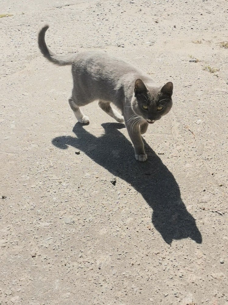 Кошка