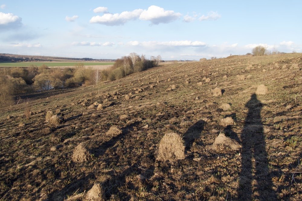 Нашествие муравейников.