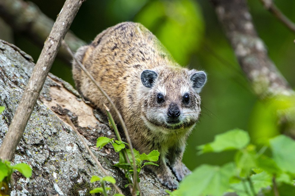 Photograph by Renny Poulose