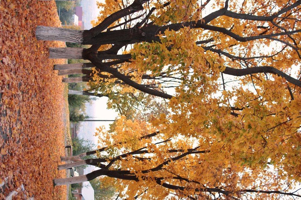 Photograph by Галина Сергеева