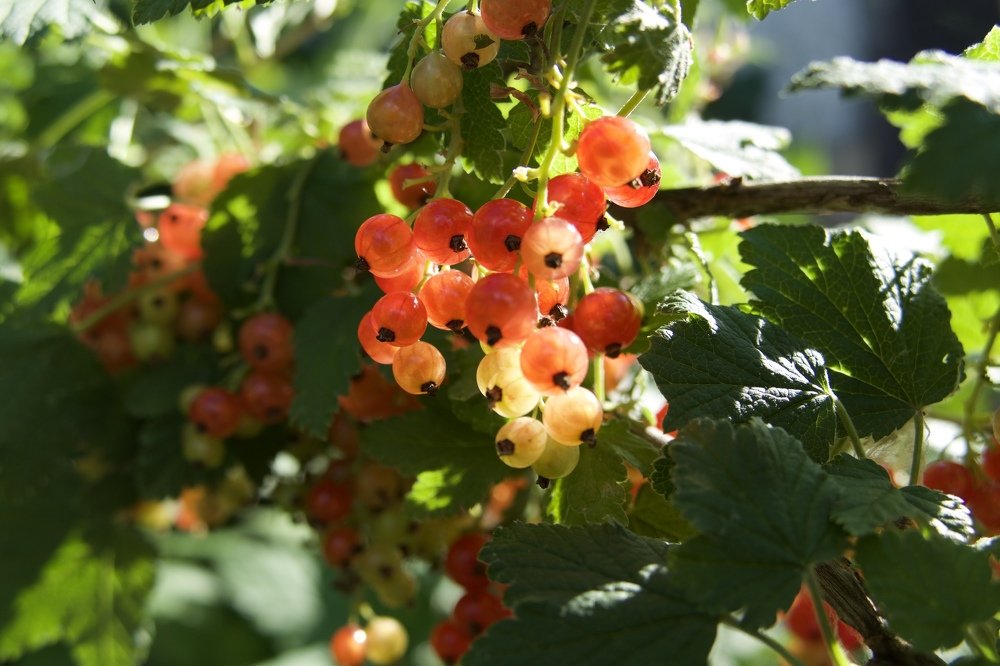 Photograph by Anastasia Perez