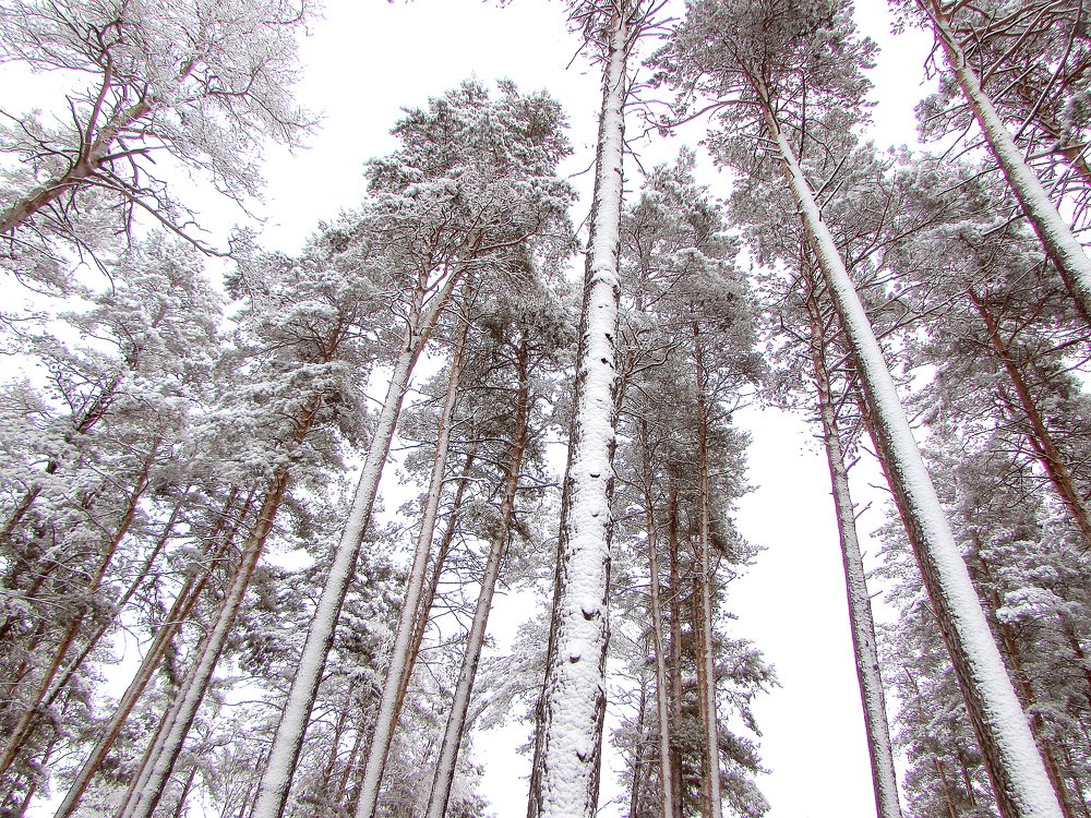 Photograph by Елизавета Большакова