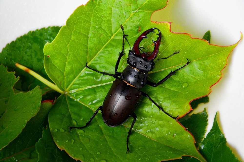 Photograph by Муза Латинская