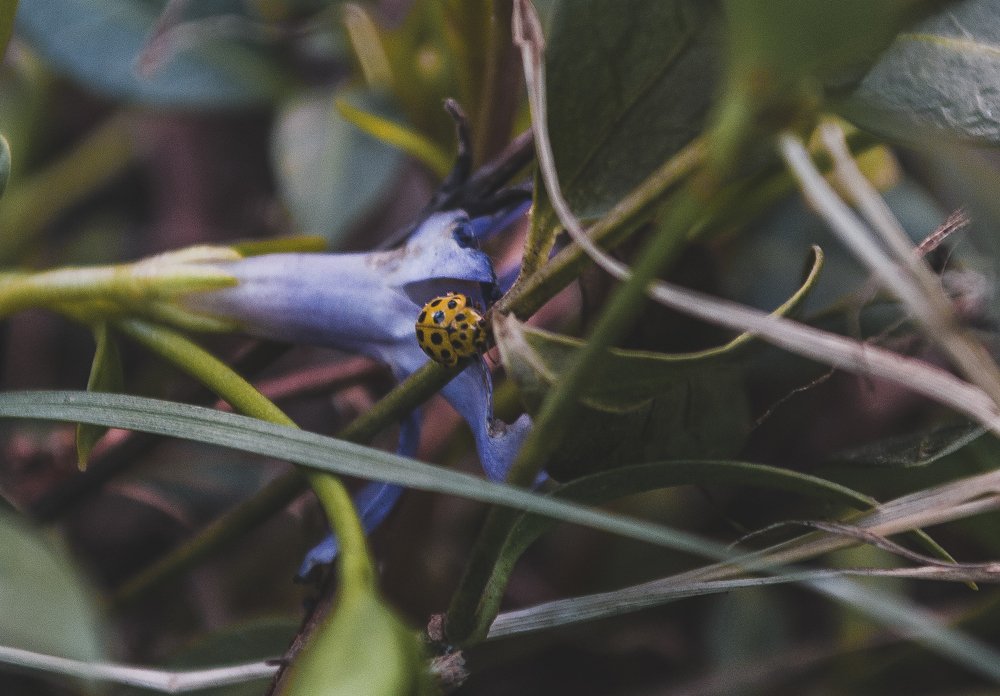 Photograph by Елизавета Большакова