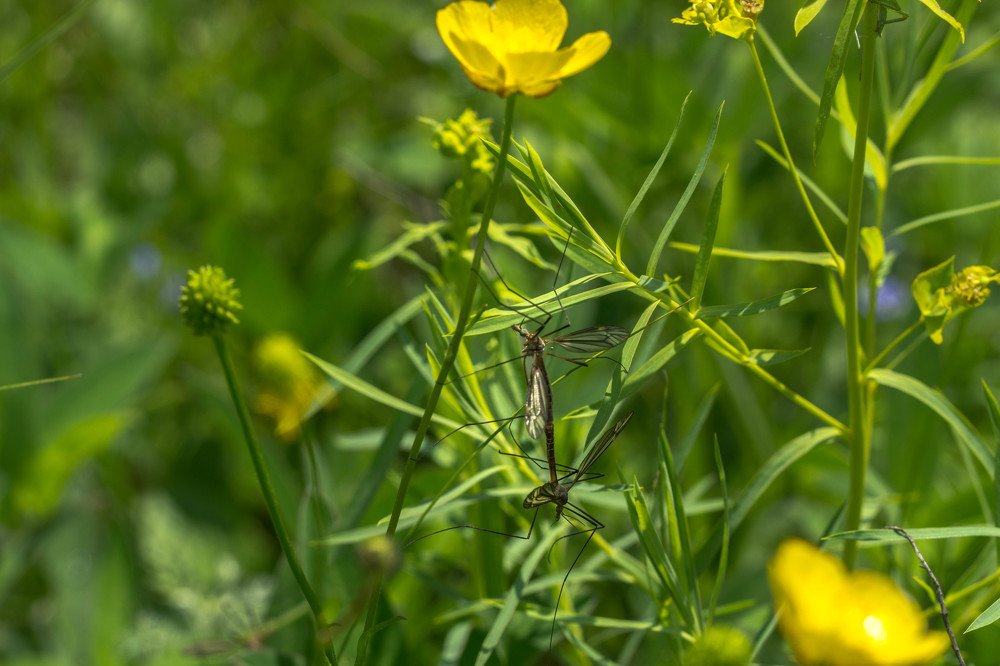 Photograph by Елена Гольдебаева