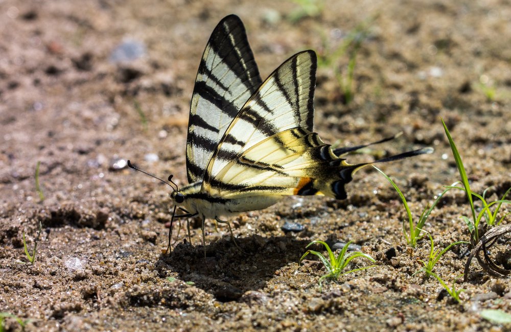 Photograph by Елена Гольдебаева