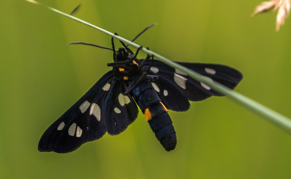 Photograph by Елена Гольдебаева