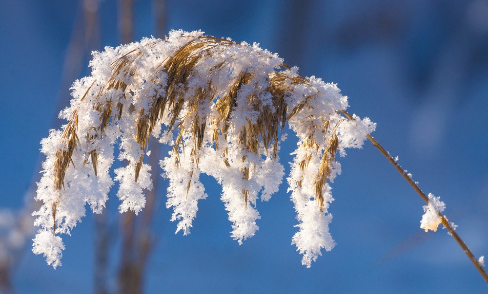 Photograph by Елена Гольдебаева