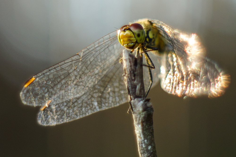 Выслеживает добычу
