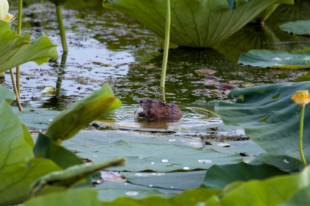 Photograph by Артур