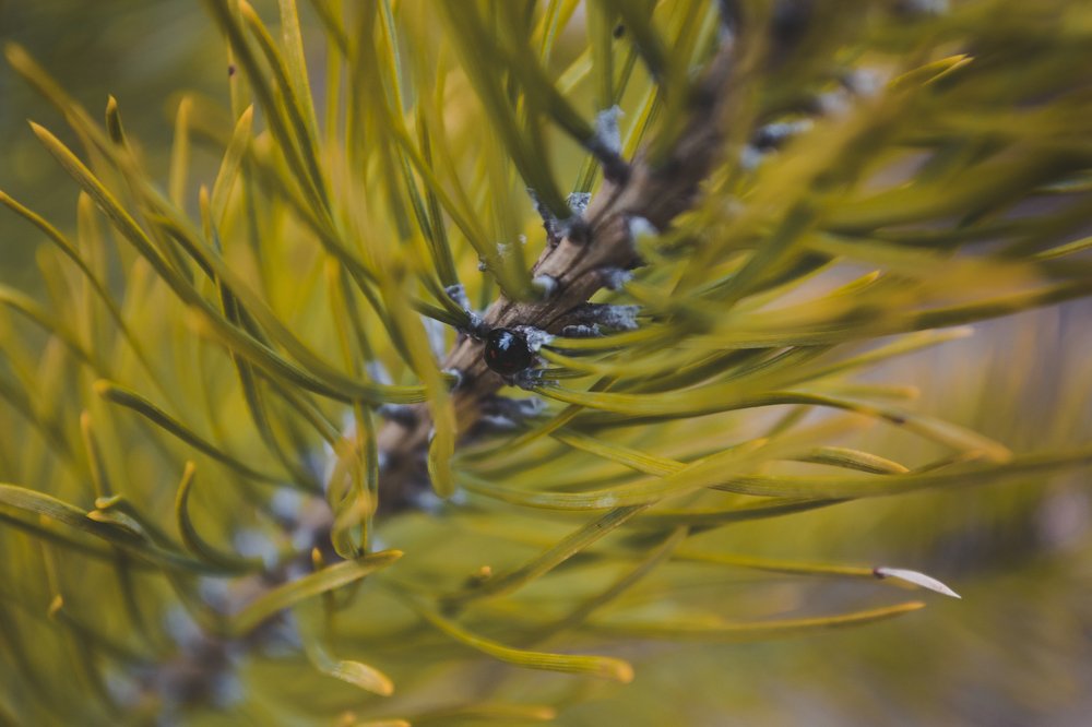 Photograph by Елизавета Большакова