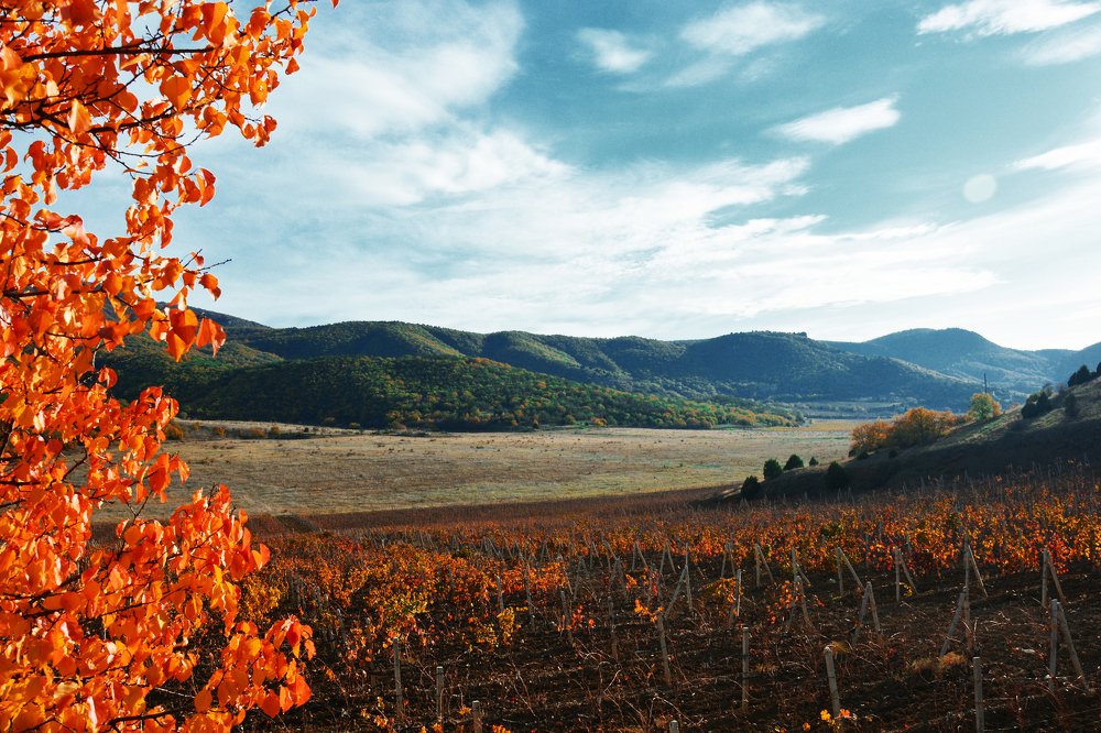 Photograph by Муза Латинская