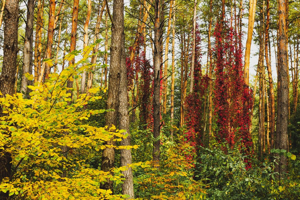 Photograph by Александр Казак