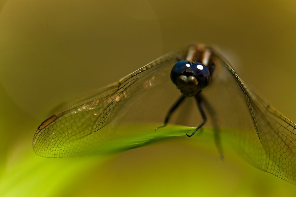 blue dragonfly