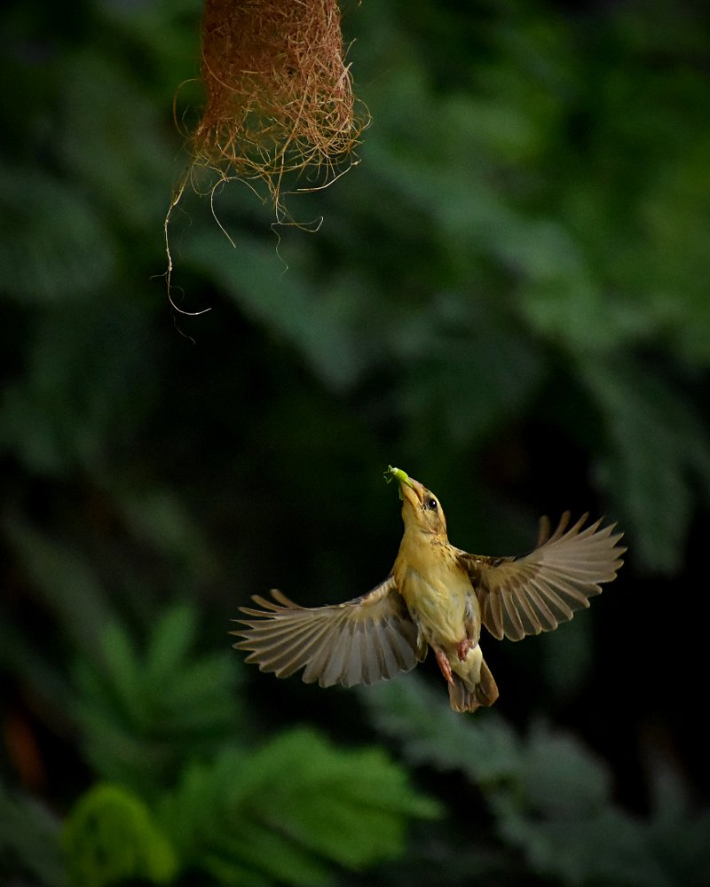 Фотография автора Sourav Mookherjee