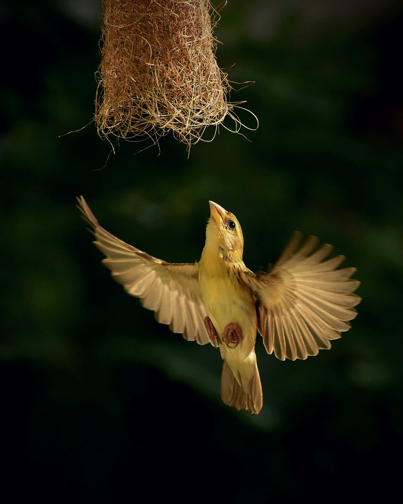 Фотография автора Sourav Mookherjee