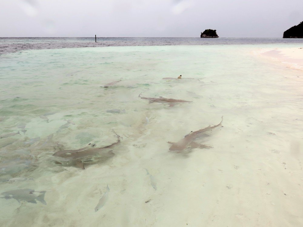 Photo #5370129