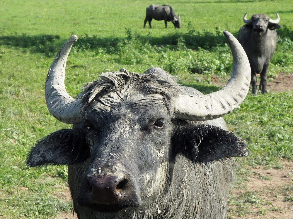 Фотография автора Denes Doma