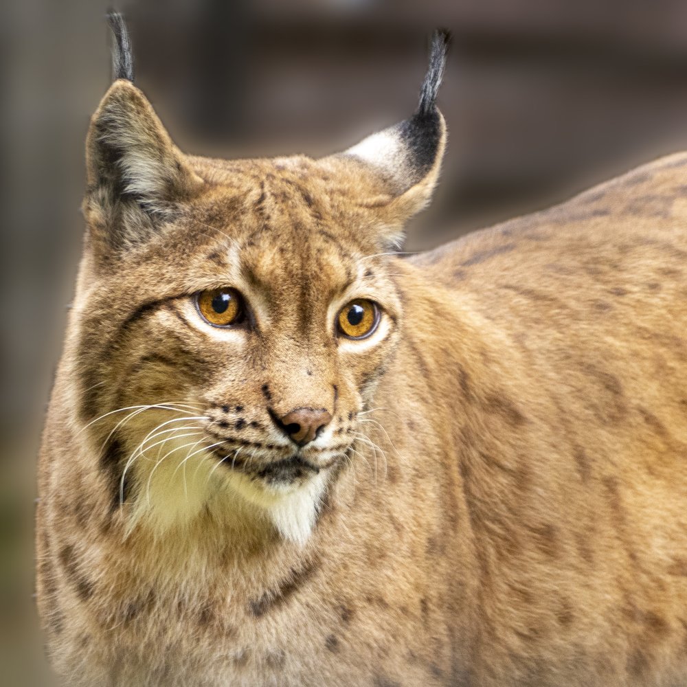 Фотография автора Denes Doma