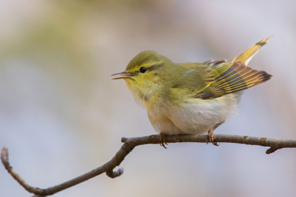 Photograph by Виктор Плахотин