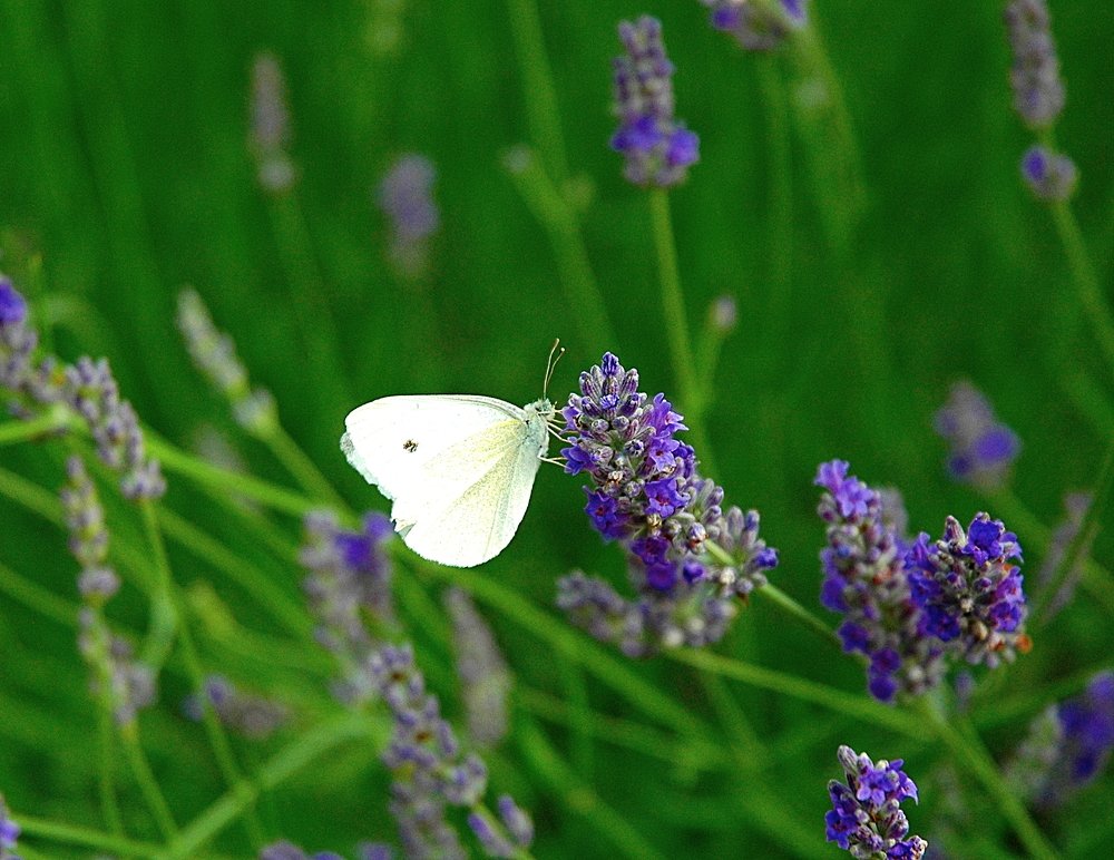 Photograph by Нелли Сидоренко
