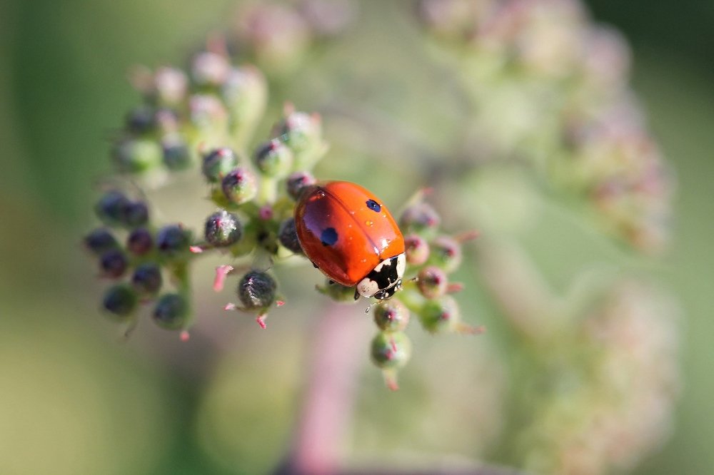 Photograph by Анастасия Бравичева