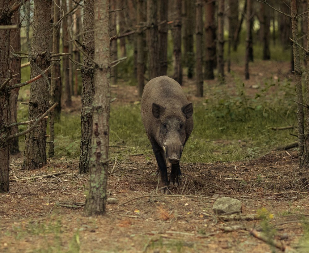 Photograph by Наталья Шалкевич
