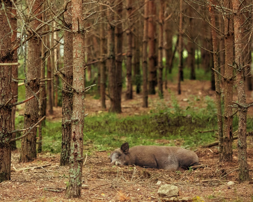 Photograph by Наталья Шалкевич