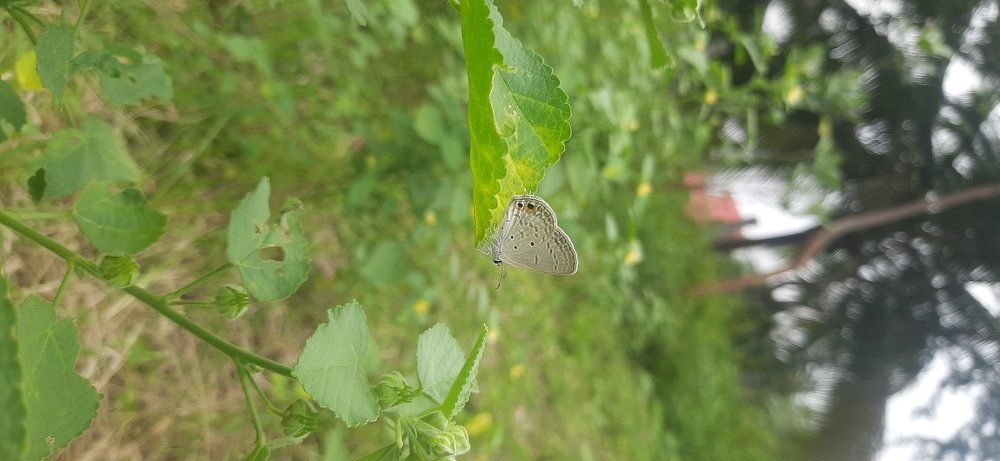 Photograph by Iyyappan Krishnan