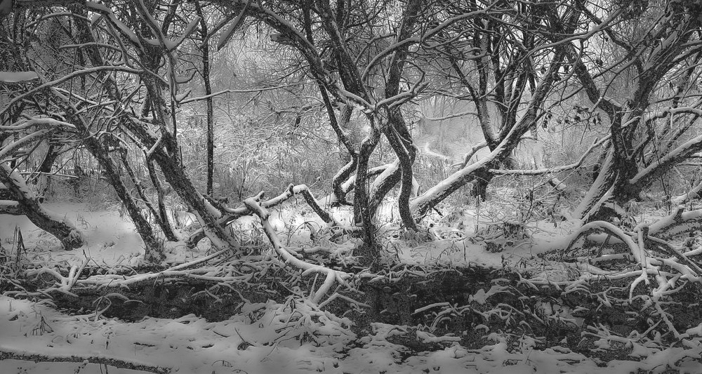 Первый снег