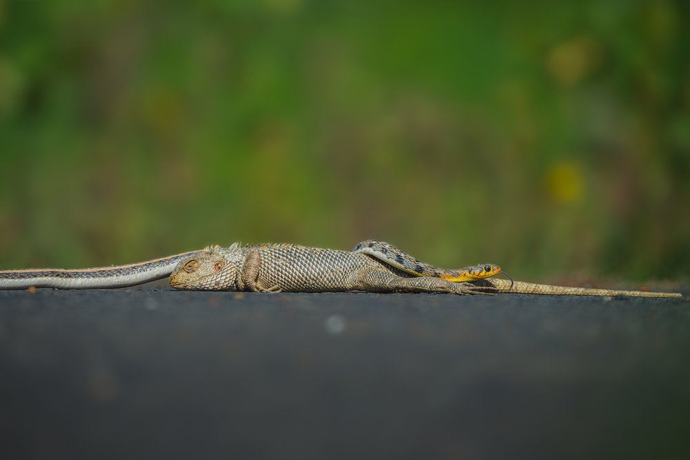 Assert on road killed