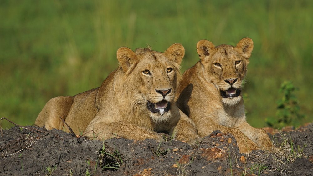 Lions of Murchison Falls National Park