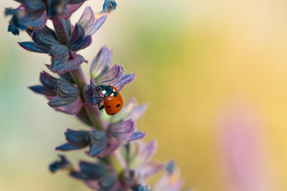 very kind ladybug insect