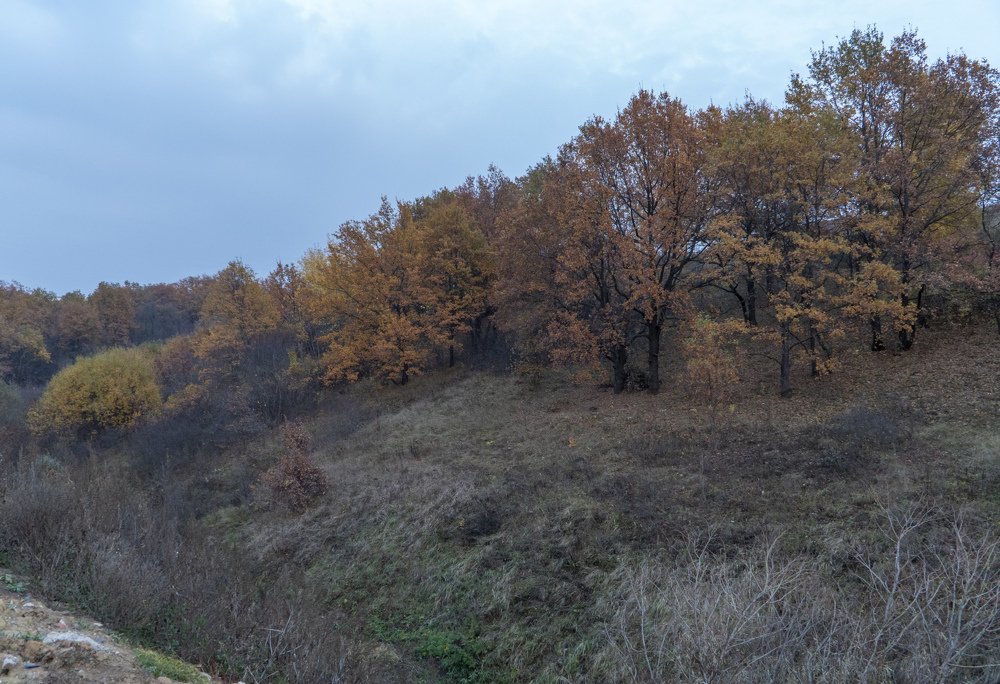 Зеленый, рыжий, голубой