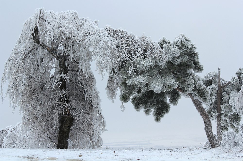 Photograph by Прялкин Сергей