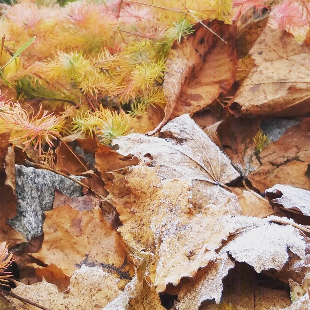 Фотография автора Оксана Зибзибадзе