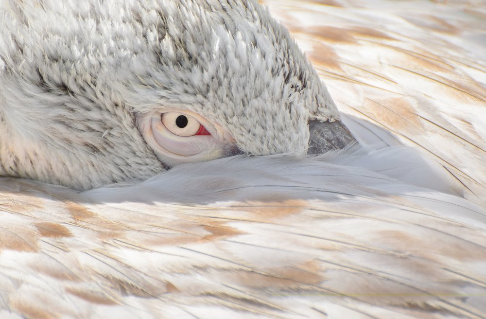 Photograph by Farshad Yazdankhah