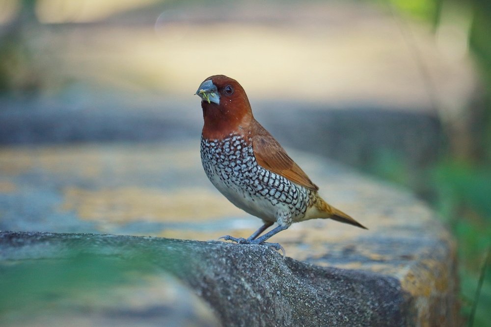 Photograph by Shabbosachi Das