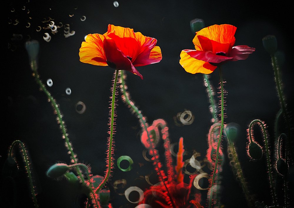 Photograph by Полина Васеева