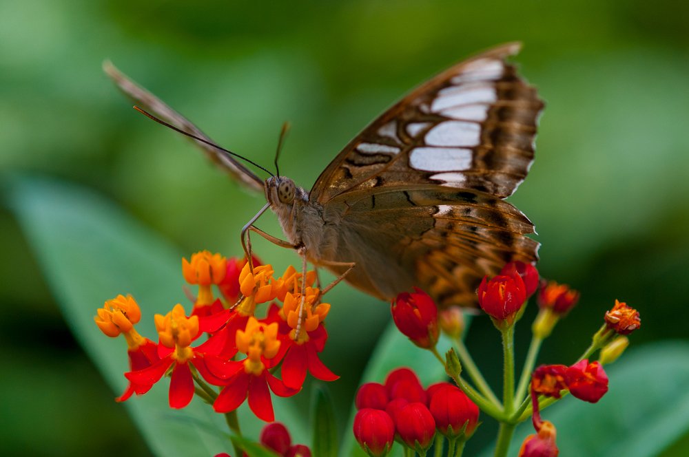 Blue-Morpho-butterfly