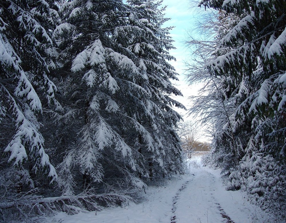 Photograph by Игорь Меньшенин