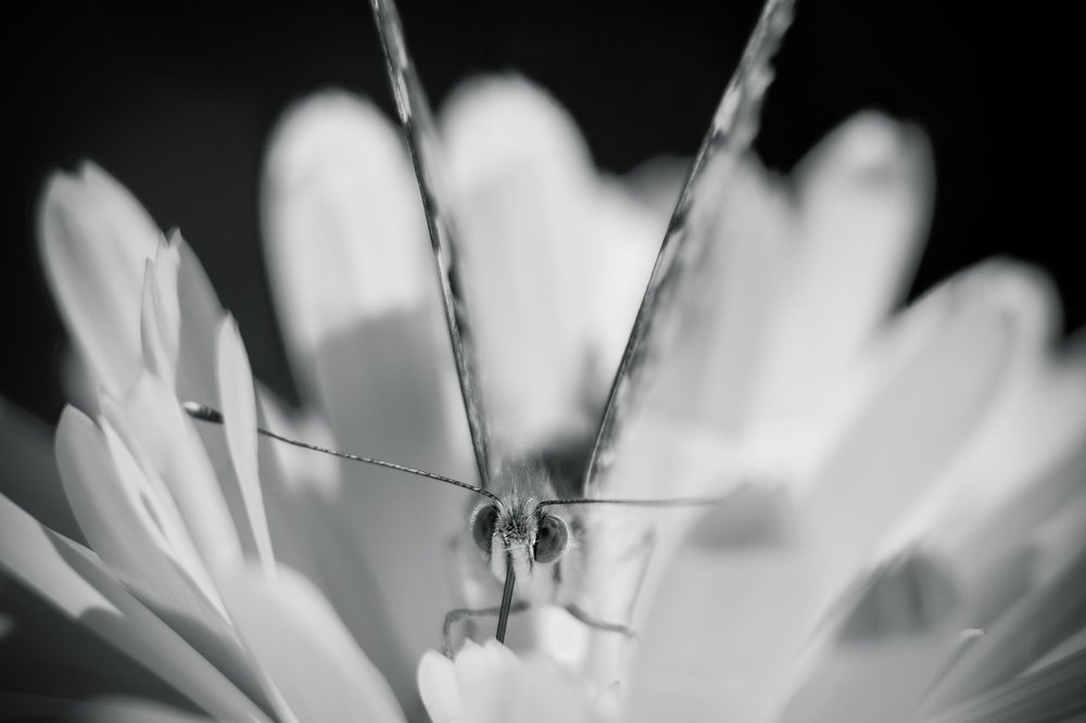 Photograph by Arash Ahmadi