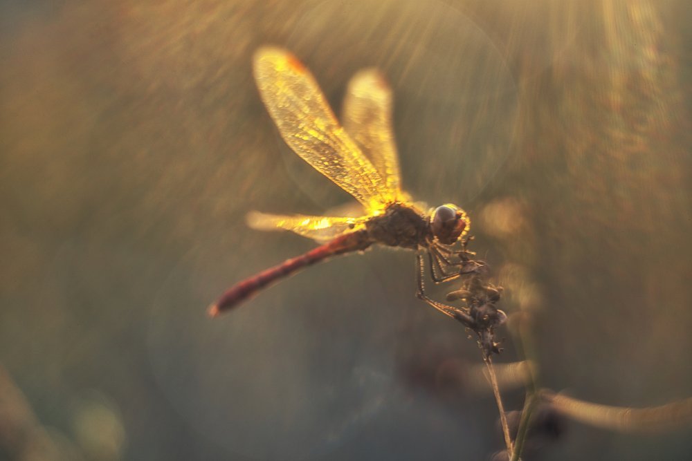 Фотография автора Игорь Баранов